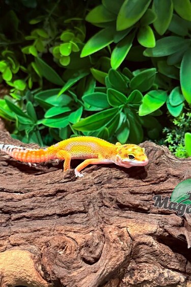 Magazoo Gecko léopard Bold Tangerine Femelle 12/01/26