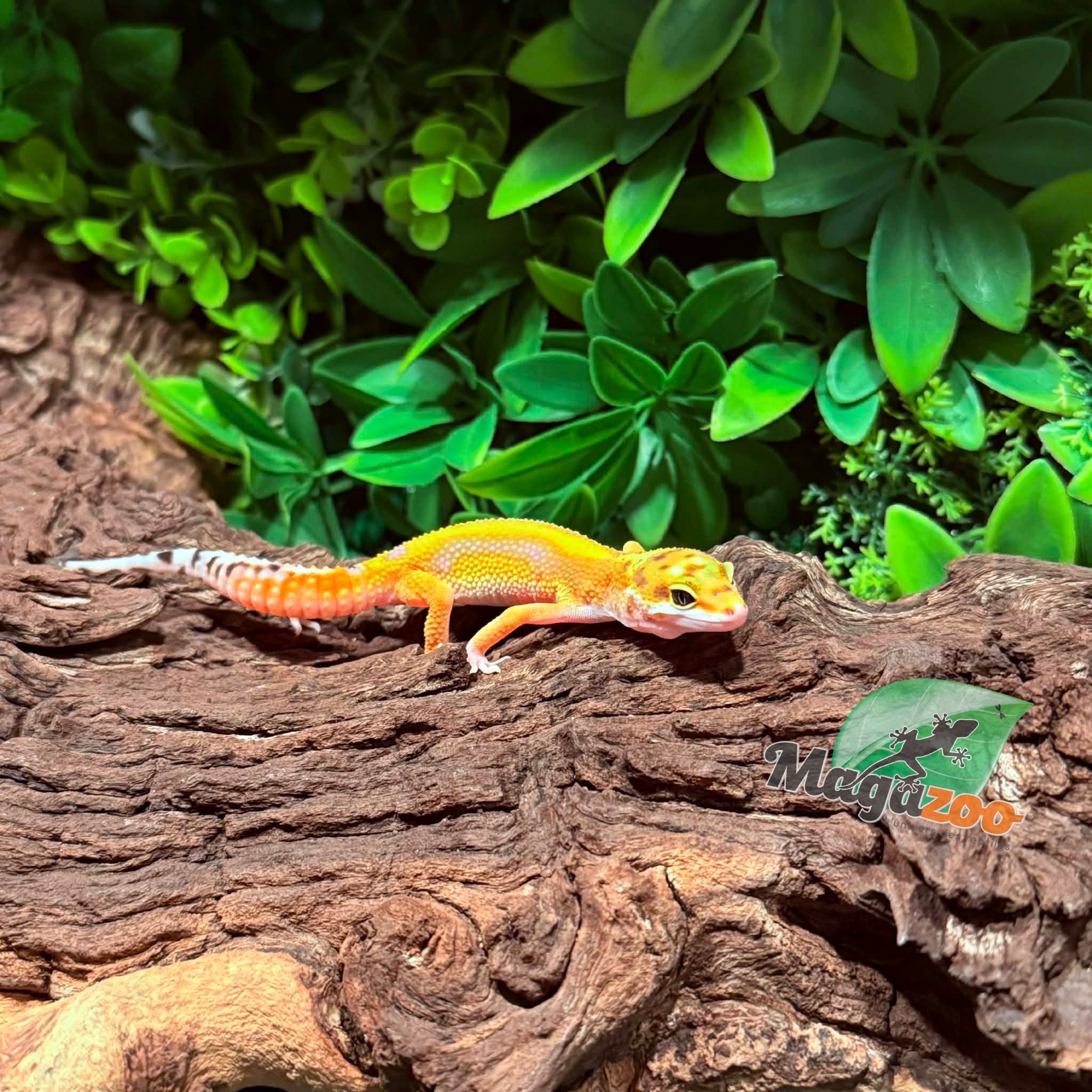 Magazoo Female Bold Tangerine Leopard Gecko 01/12/26