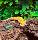 Magazoo Gecko léopard Bold Tangerine Femelle 12/01/26