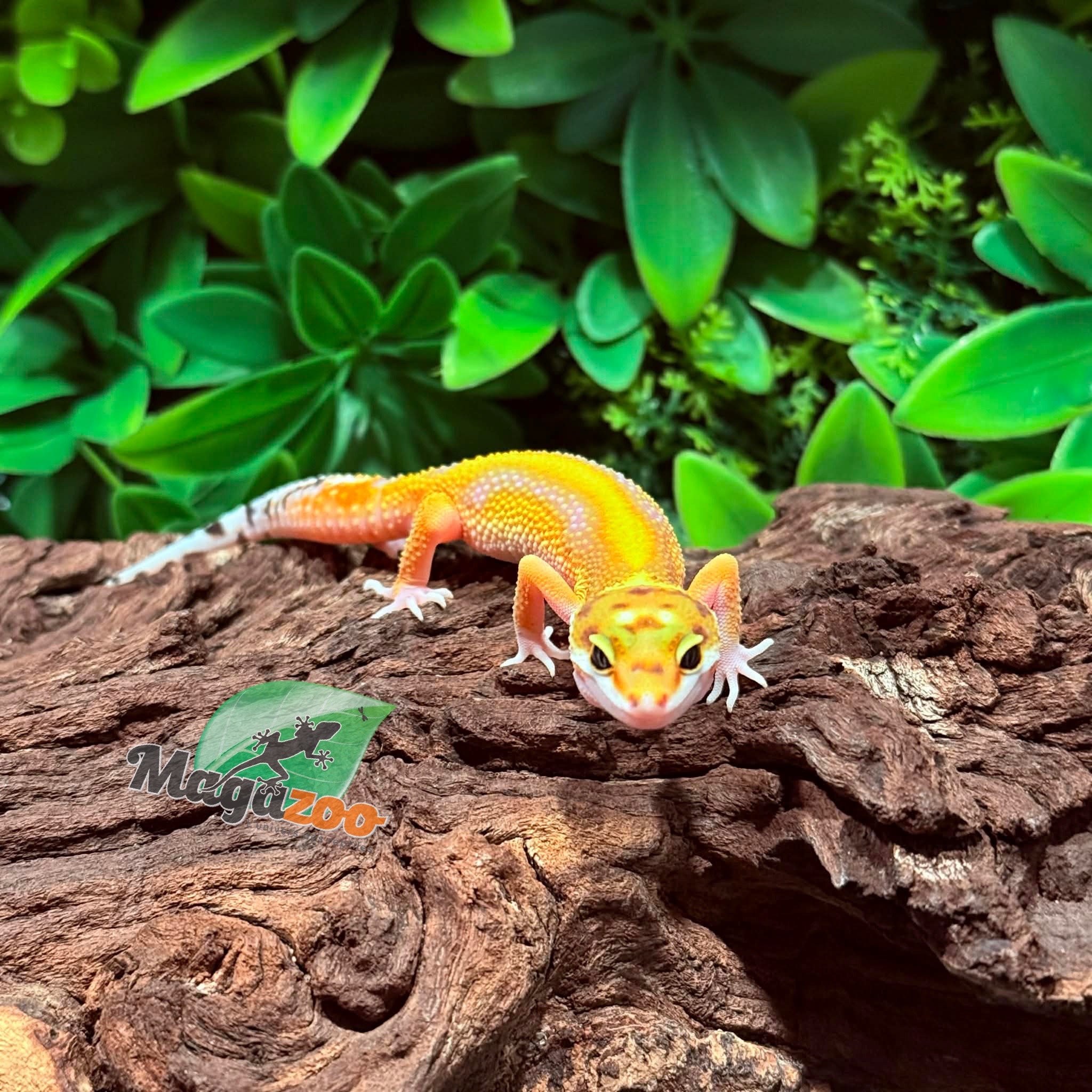 Magazoo Gecko léopard Bold Tangerine Femelle 12/01/26