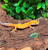 Magazoo Gecko léopard Bold Tangerine Femelle 12/01/26