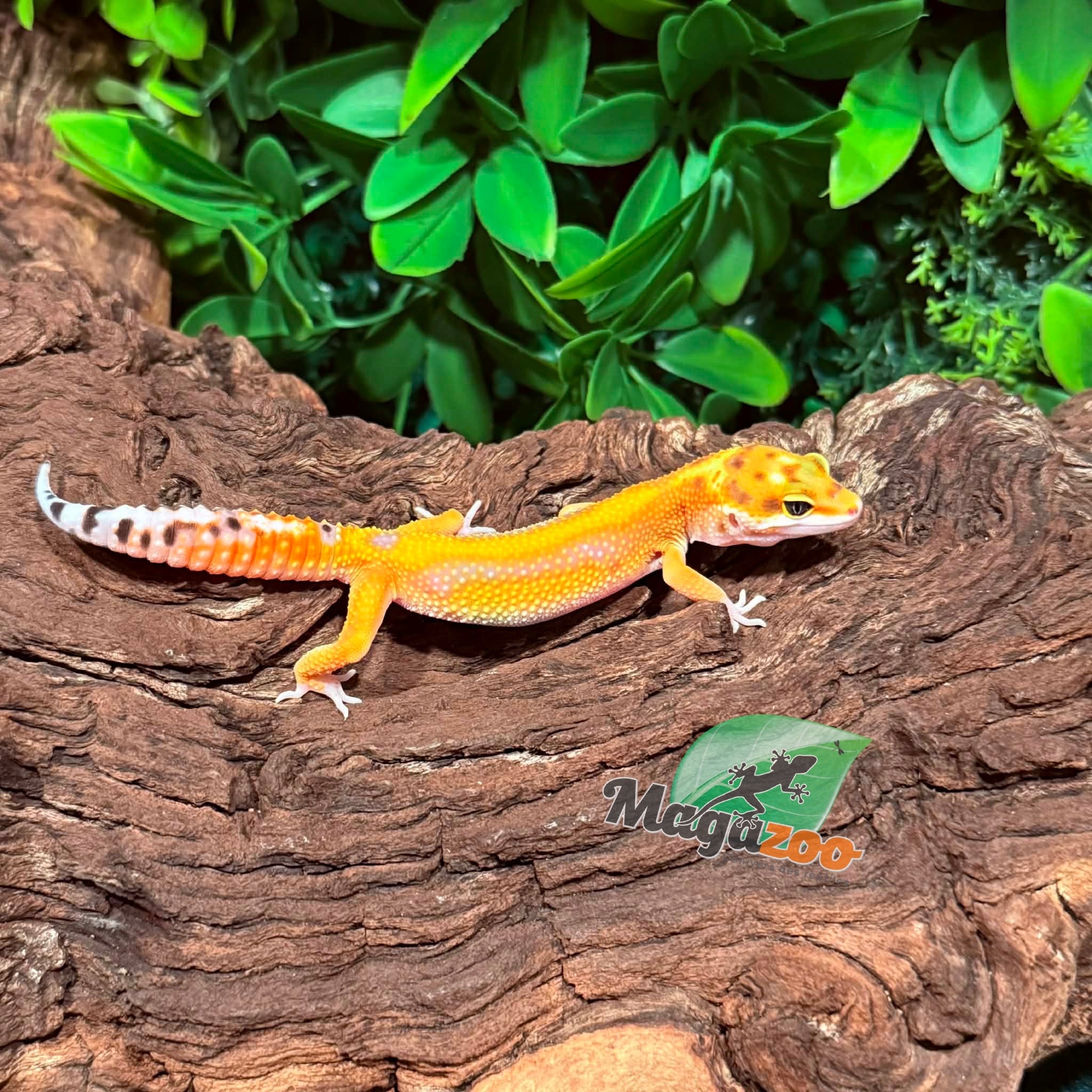 Magazoo Gecko léopard Bold Tangerine Femelle 12/01/26