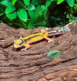 Magazoo Gecko léopard Bandit femelle 14/02/26