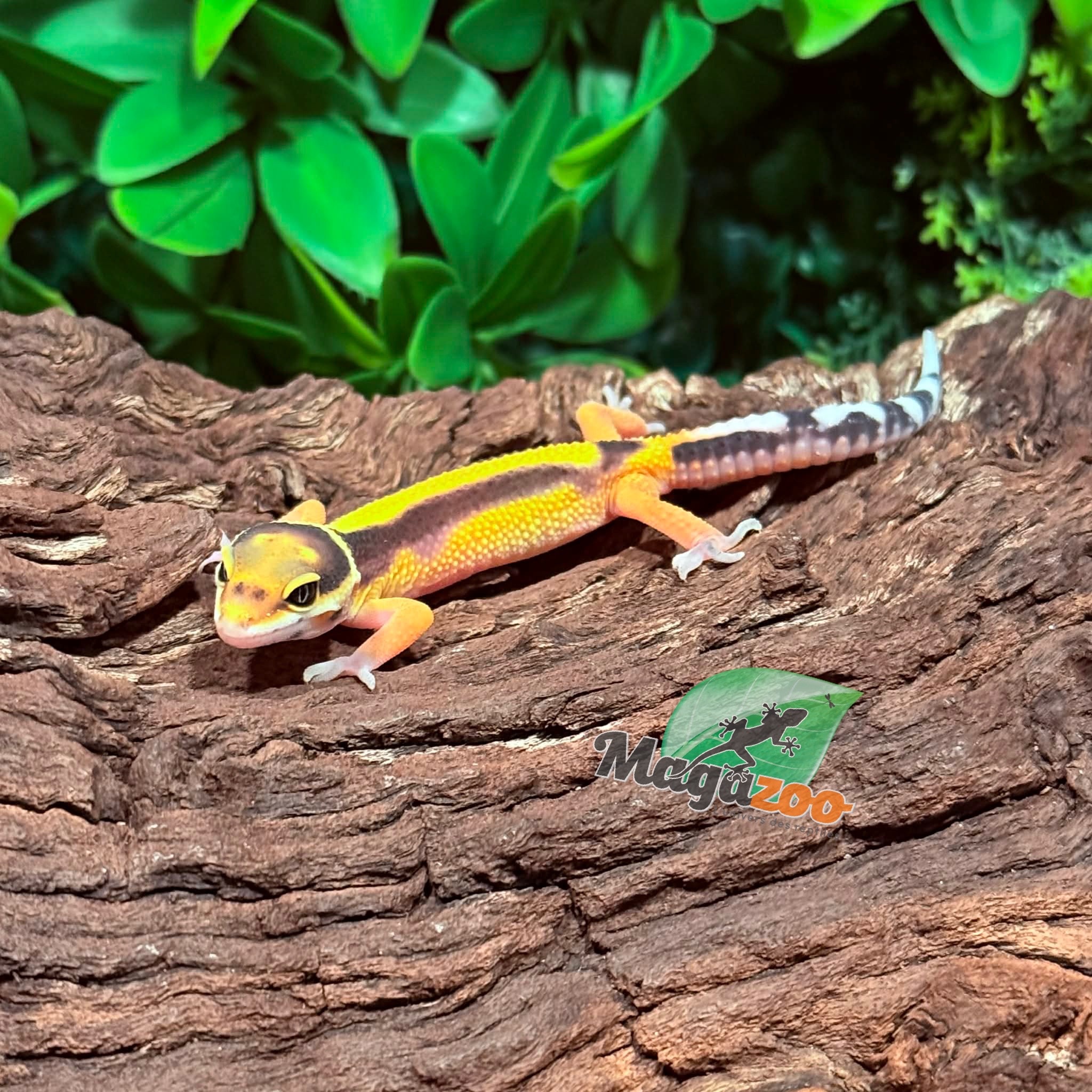 Magazoo Gecko léopard Bandit femelle 14/02/26