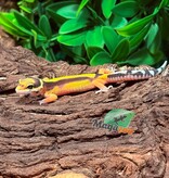 Magazoo Female Bandit Leopard Gecko 02/14/26