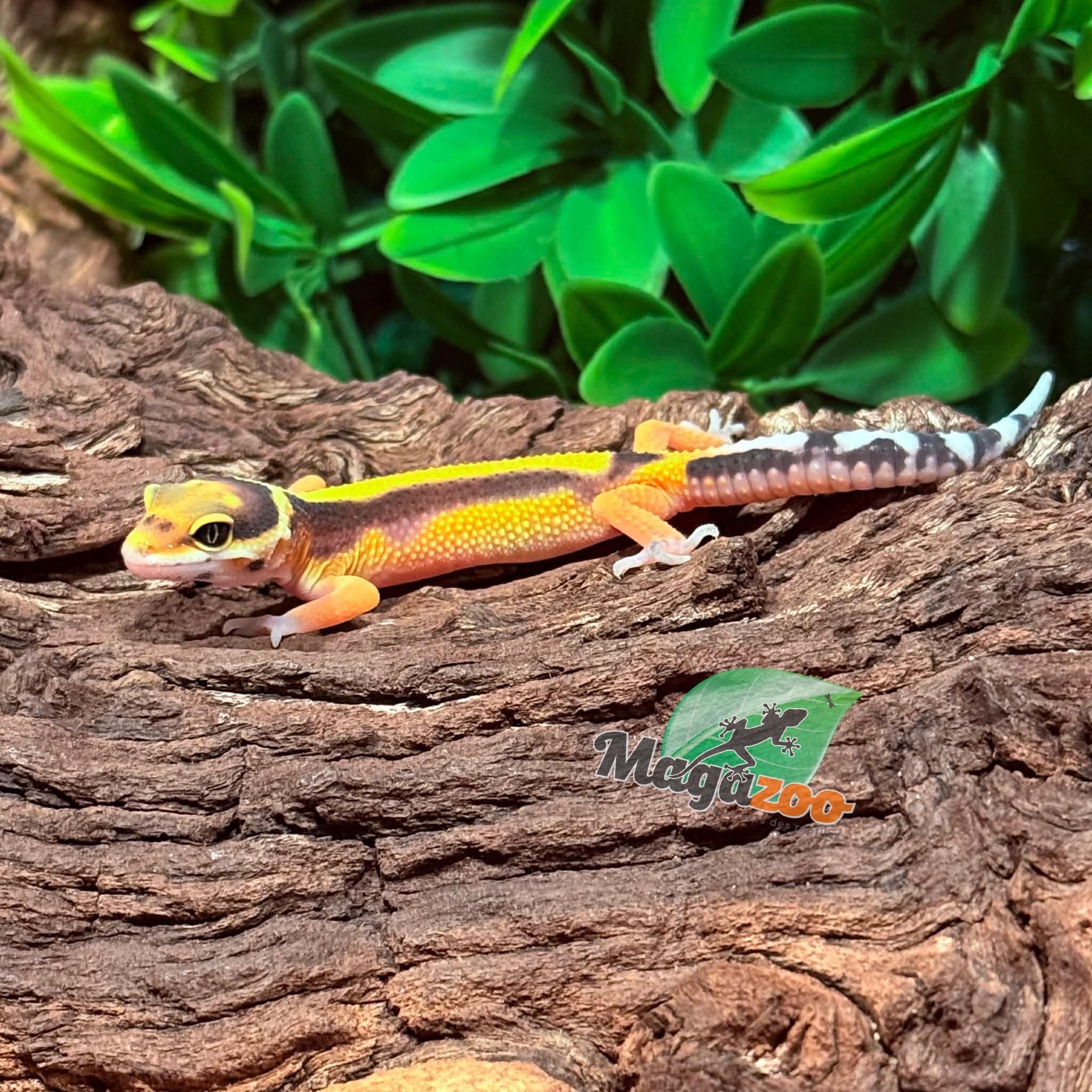 Magazoo Female Bandit Leopard Gecko 02/14/26