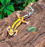 Magazoo Gecko léopard Bandit femelle 14/02/26