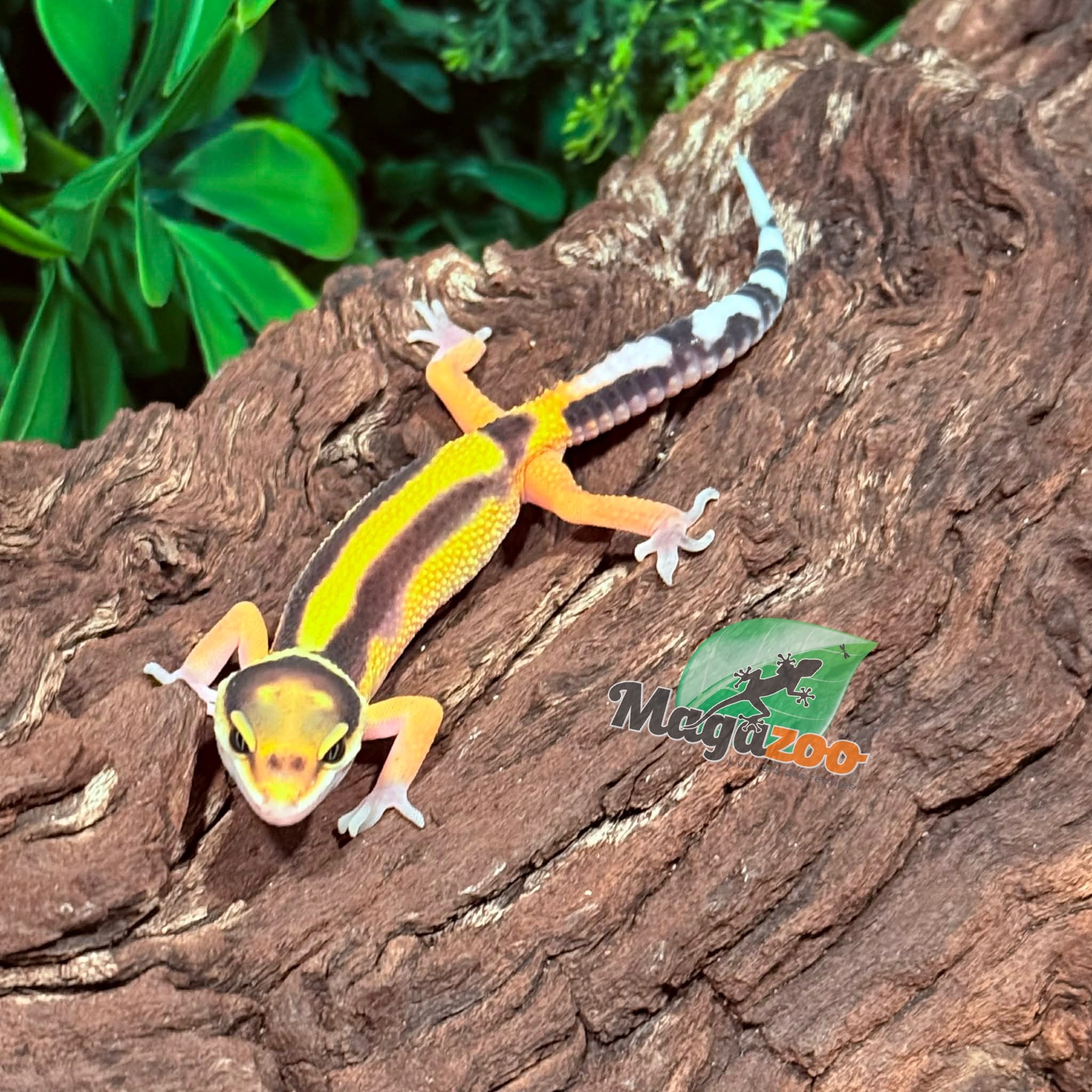 Magazoo Female Bandit Leopard Gecko 02/14/26