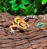 Magazoo Female Bandit Leopard Gecko 02/14/26
