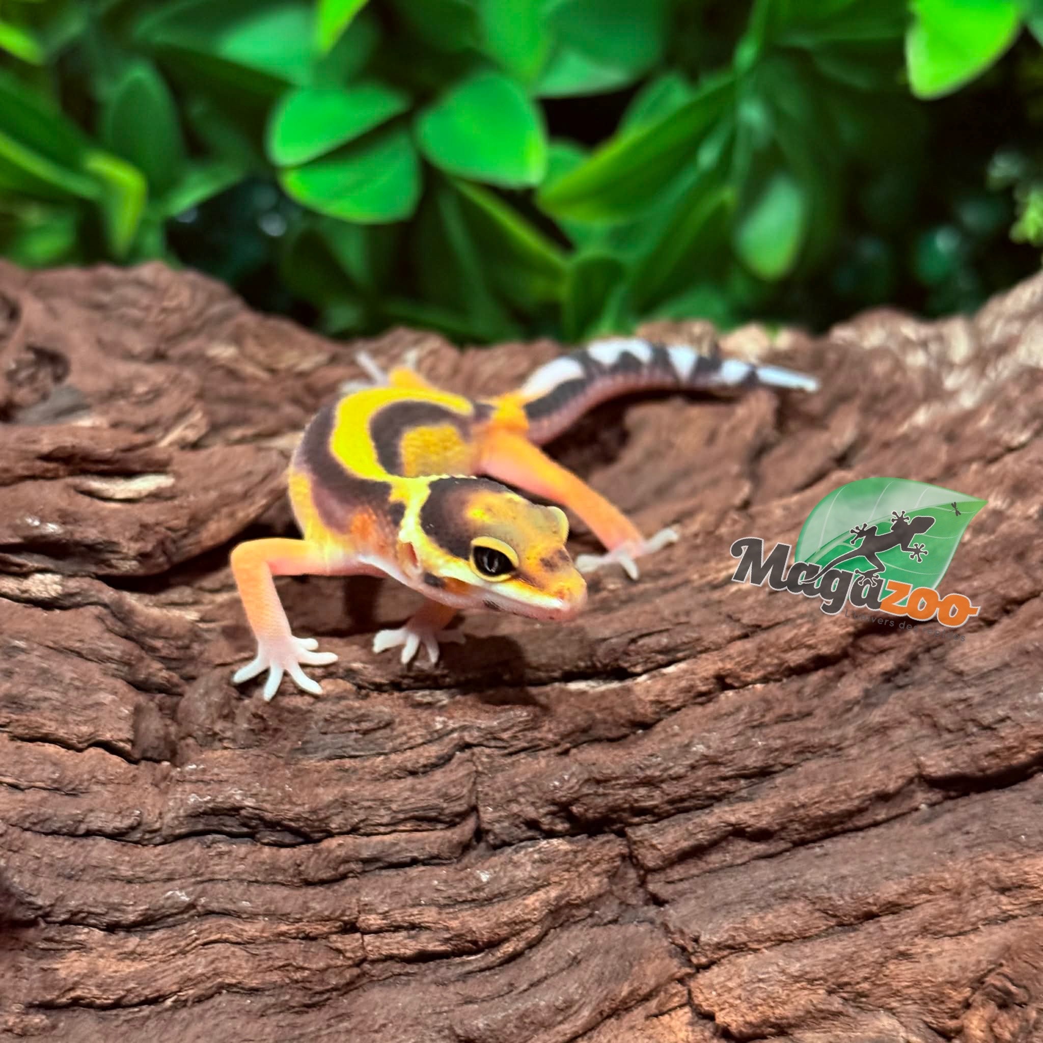 Magazoo Gecko léopard Bandit femelle 14/02/26