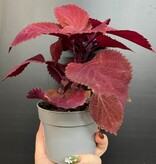 Magazoo Plante Coleus 'Rediculous' 10cm