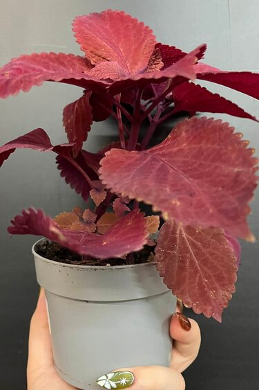 Magazoo Plante Coleus 'Rediculous' 10cm