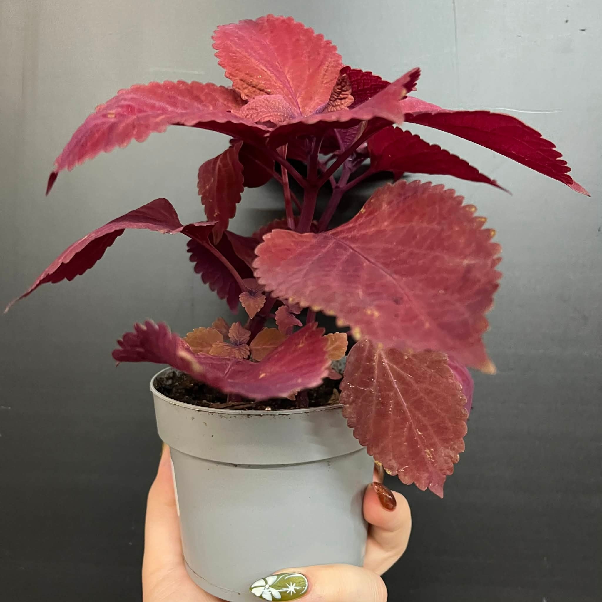 Magazoo Coleus 'Rediculous' Plant 10cm