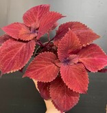 Magazoo Coleus 'Rediculous' Plant 10cm
