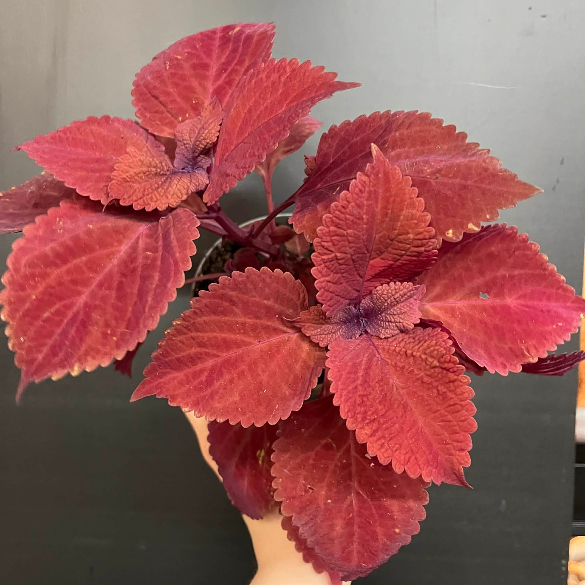 Magazoo Coleus 'Rediculous' Plant 10cm