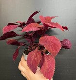 Magazoo Coleus 'Rediculous' Plant 10cm
