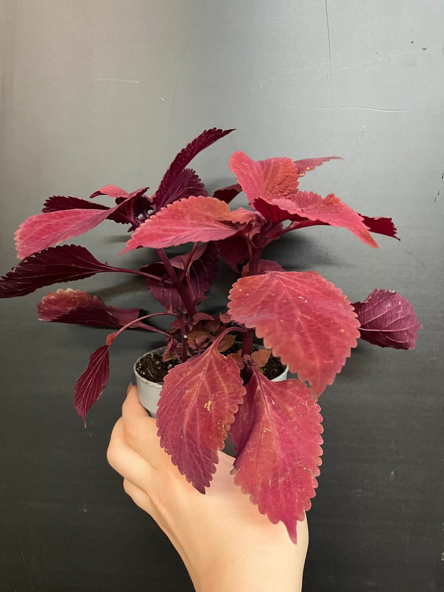 Magazoo Coleus 'Rediculous' Plant 10cm