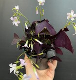 Magazoo Oxalis triangularis plant | Purple Wood-wasp