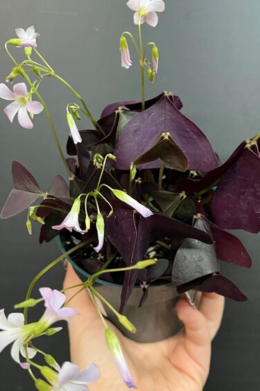 Magazoo Plante Oxalis triangularis | Oxalide Pourpre