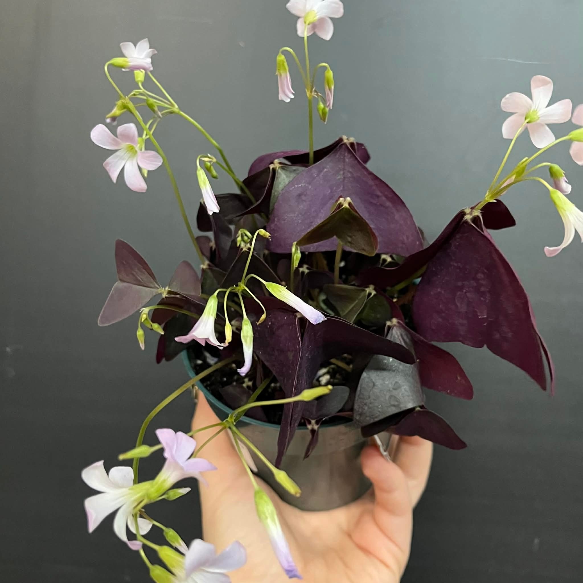 Magazoo Oxalis triangularis plant | Purple Wood-wasp