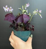 Magazoo Plante Oxalis triangularis | Oxalide Pourpre