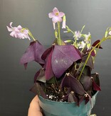 Magazoo Plante Oxalis triangularis | Oxalide Pourpre