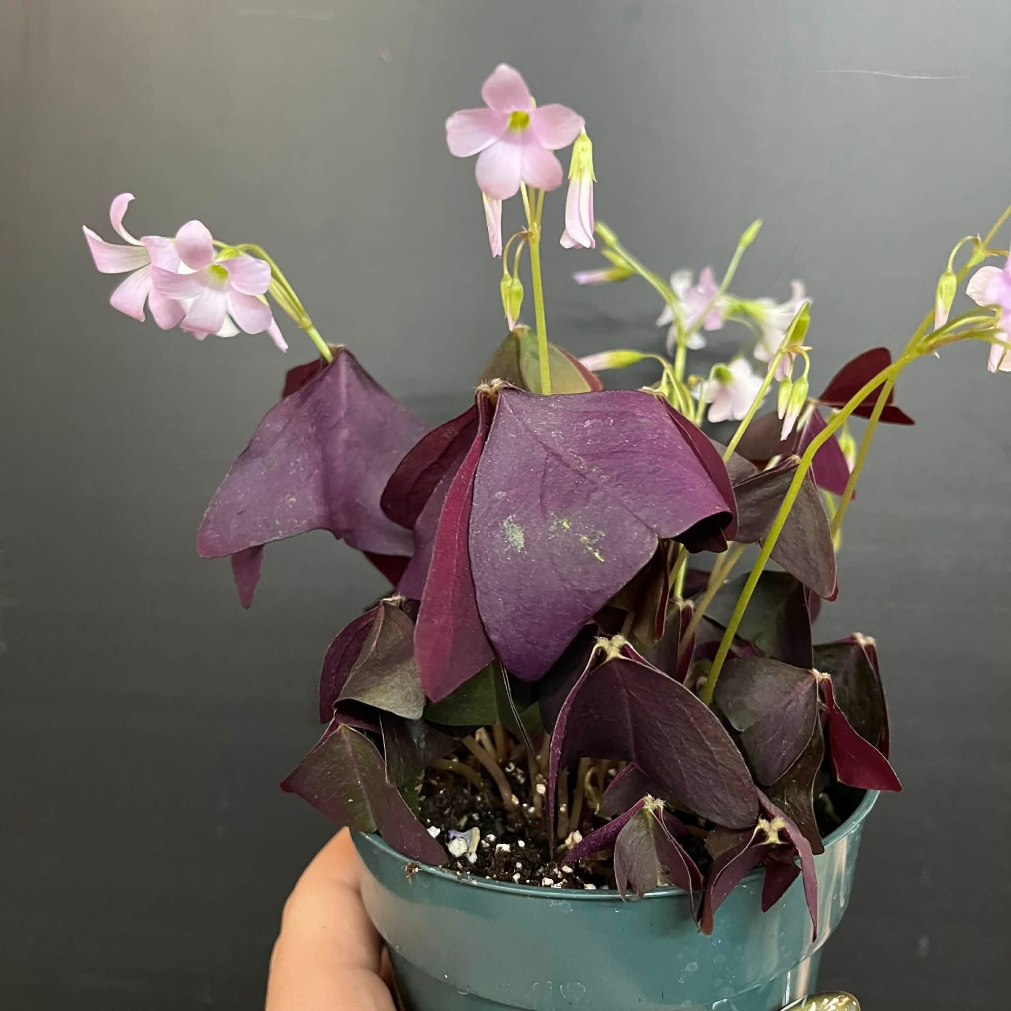 Magazoo Plante Oxalis triangularis | Oxalide Pourpre