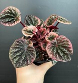 Magazoo Plante Peperomia Caperata 'Abricos' 10cm