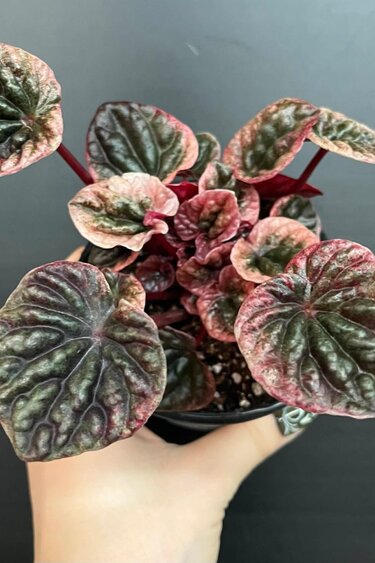 Magazoo Plante Peperomia Caperata 'Abricos' 10cm