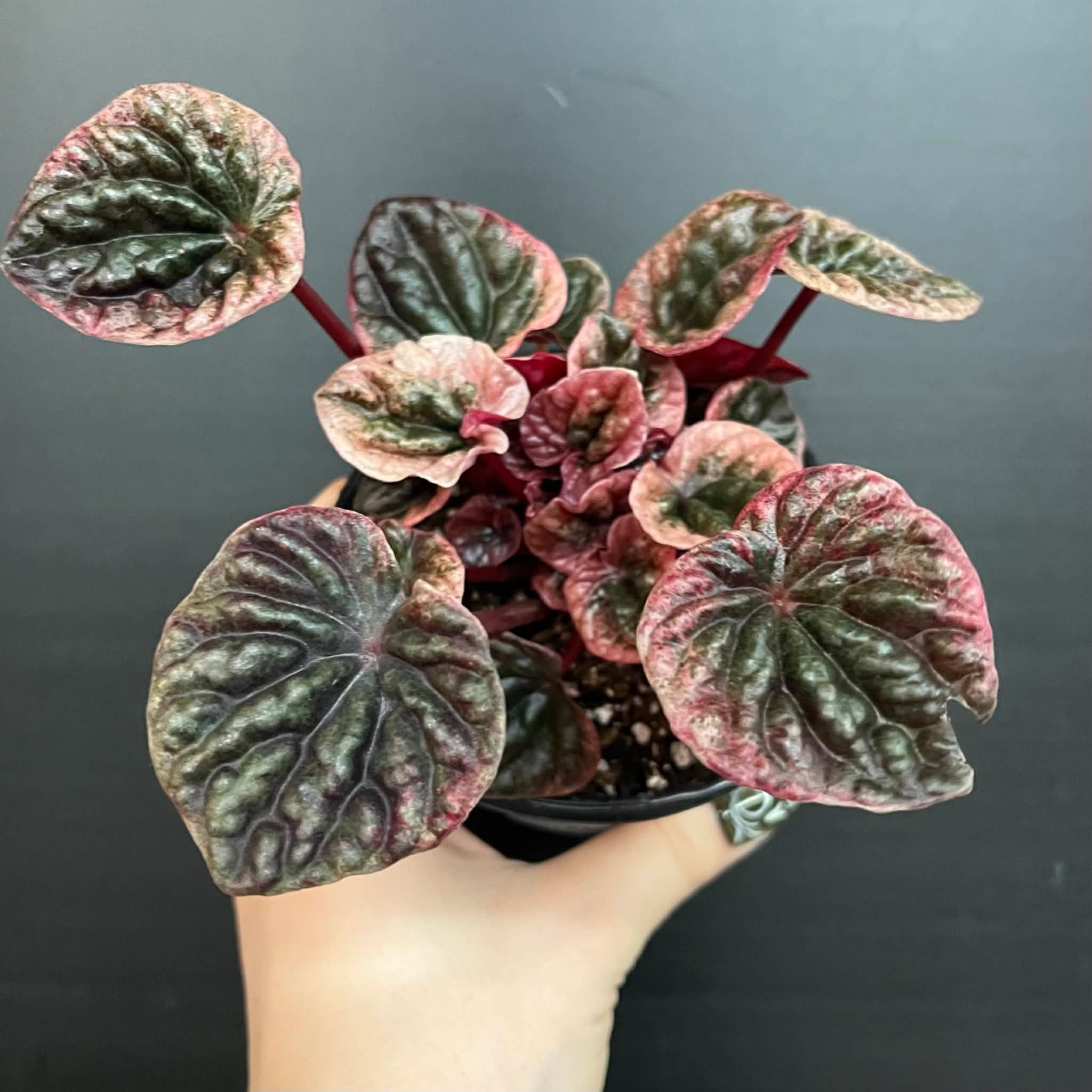 Magazoo Peperomia Caperata 'Abricos' Plant