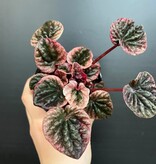 Magazoo Peperomia Caperata 'Abricos' Plant