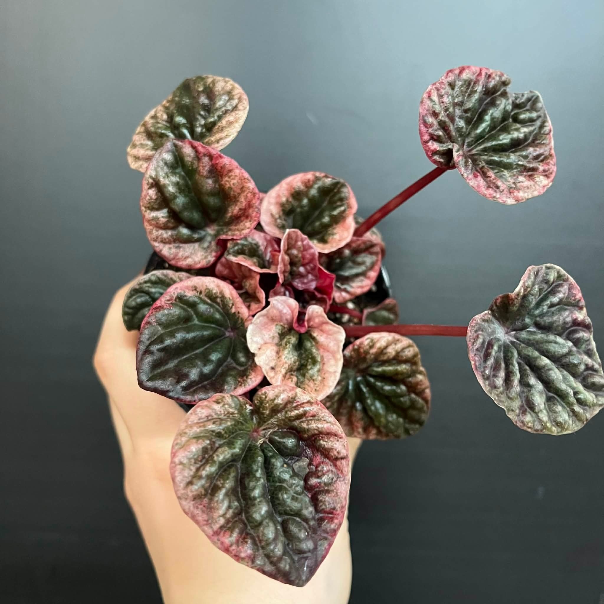 Magazoo Plante Peperomia Caperata 'Abricos' 10cm