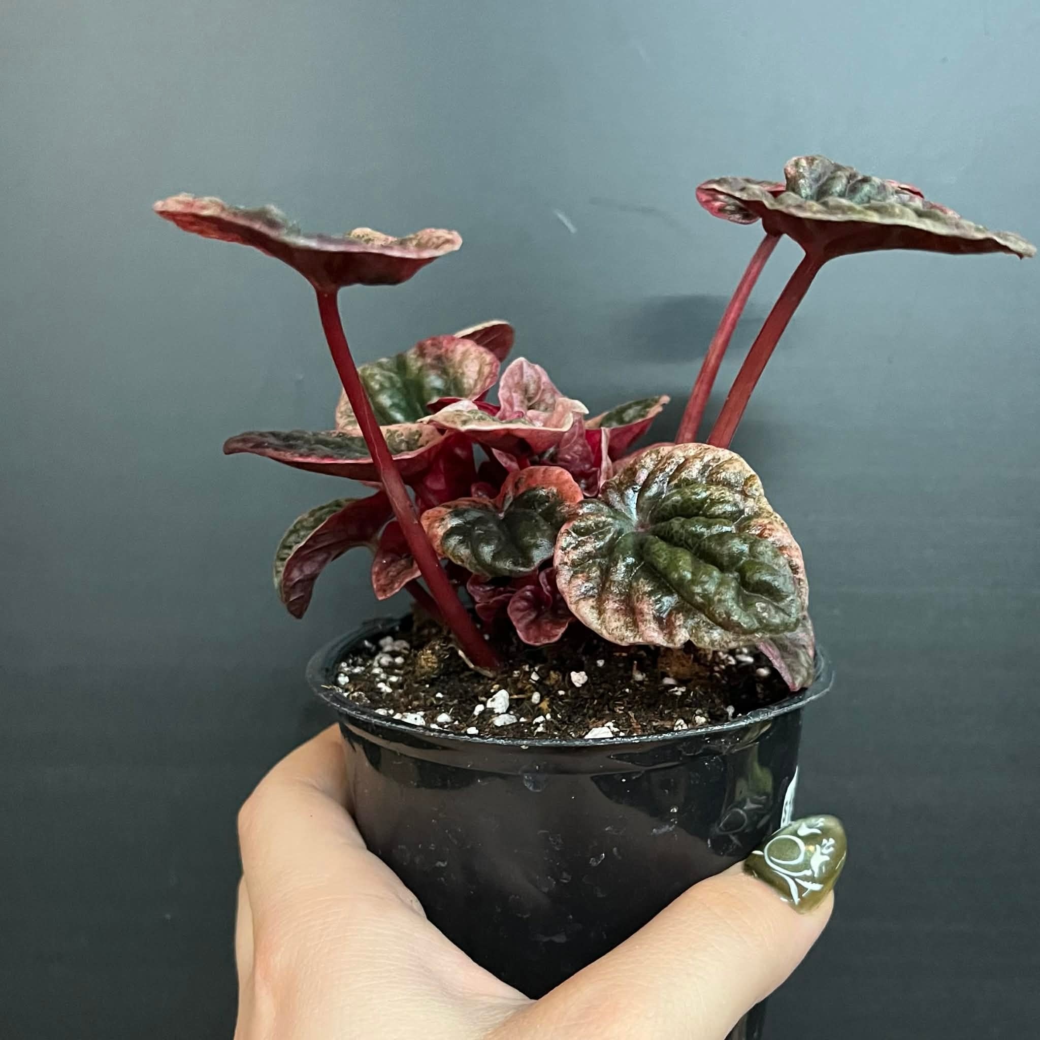 Magazoo Peperomia Caperata 'Abricos' Plant
