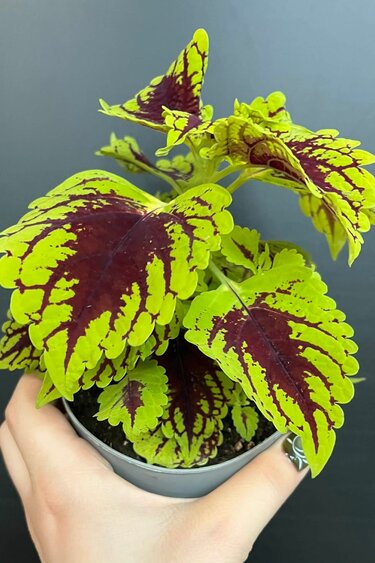 Magazoo Coleus 'Tigress' Plant 10cm