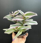 Magazoo Tradescantia Cerinthoide 'Nanouk' 10cm Plant