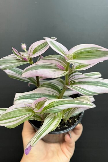 Magazoo Tradescantia Cerinthoide 'Nanouk' 10cm Plant
