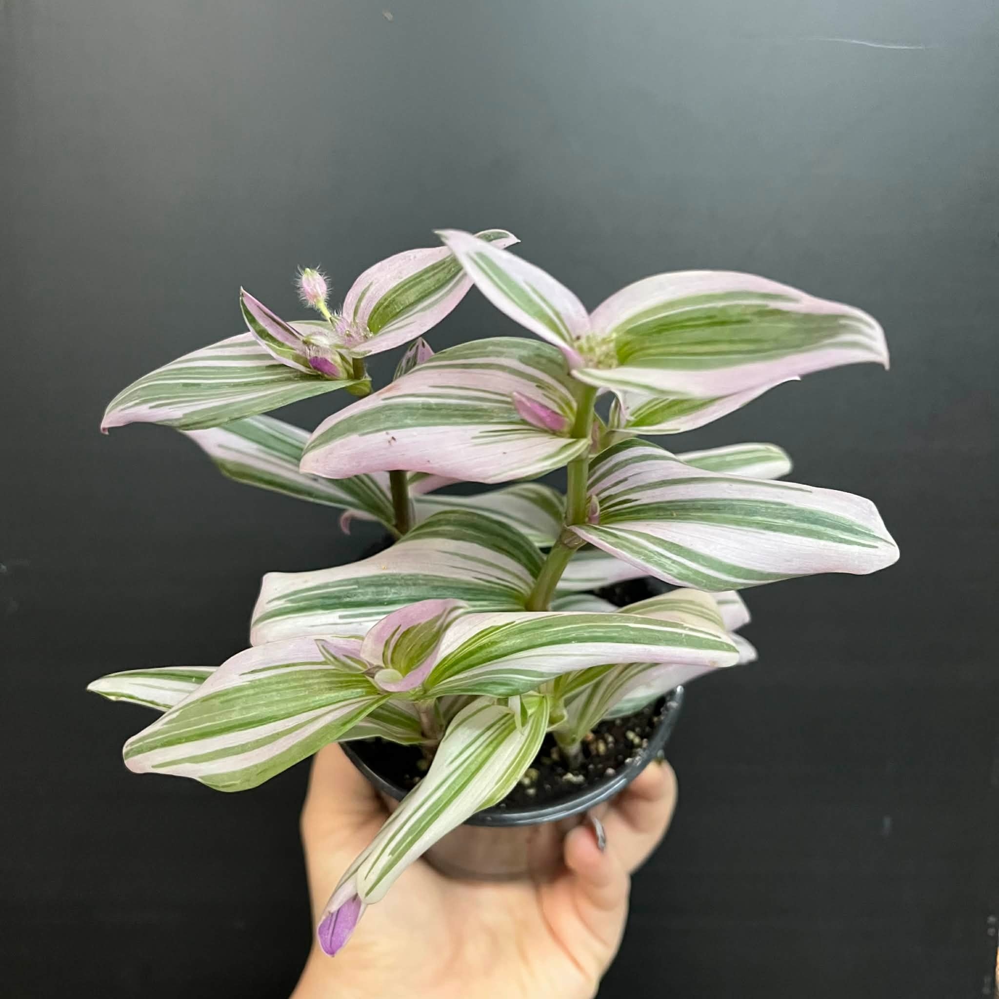 Magazoo Plante Tradescantia Cerinthoide 'Nanouk' 10cm