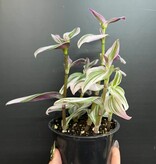 Magazoo Plante Tradescantia Cerinthoide 'Nanouk' 10cm