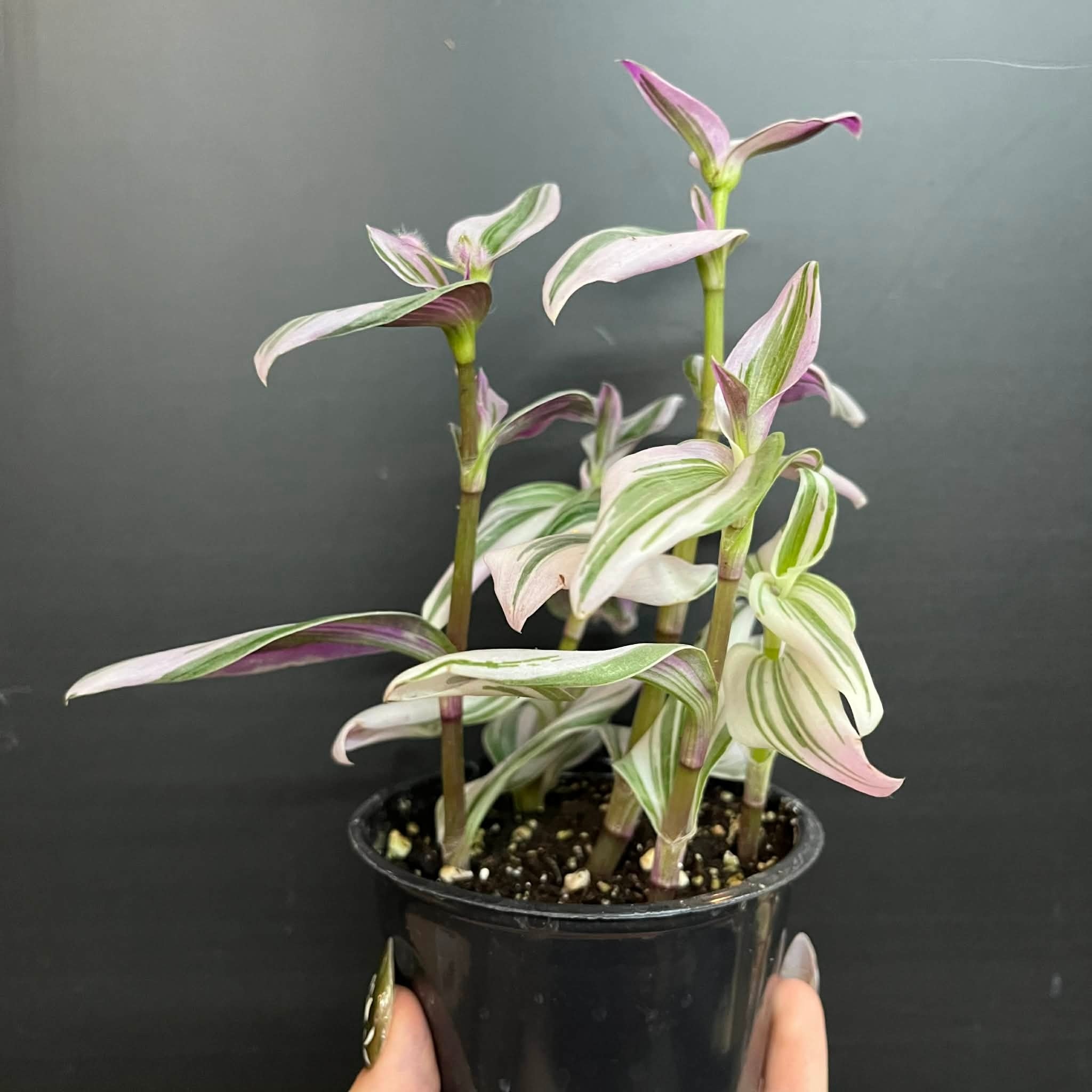 Magazoo Plante Tradescantia Cerinthoide 'Nanouk' 10cm
