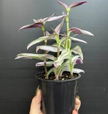 Magazoo Tradescantia Cerinthoide 'Nanouk' 10cm Plant