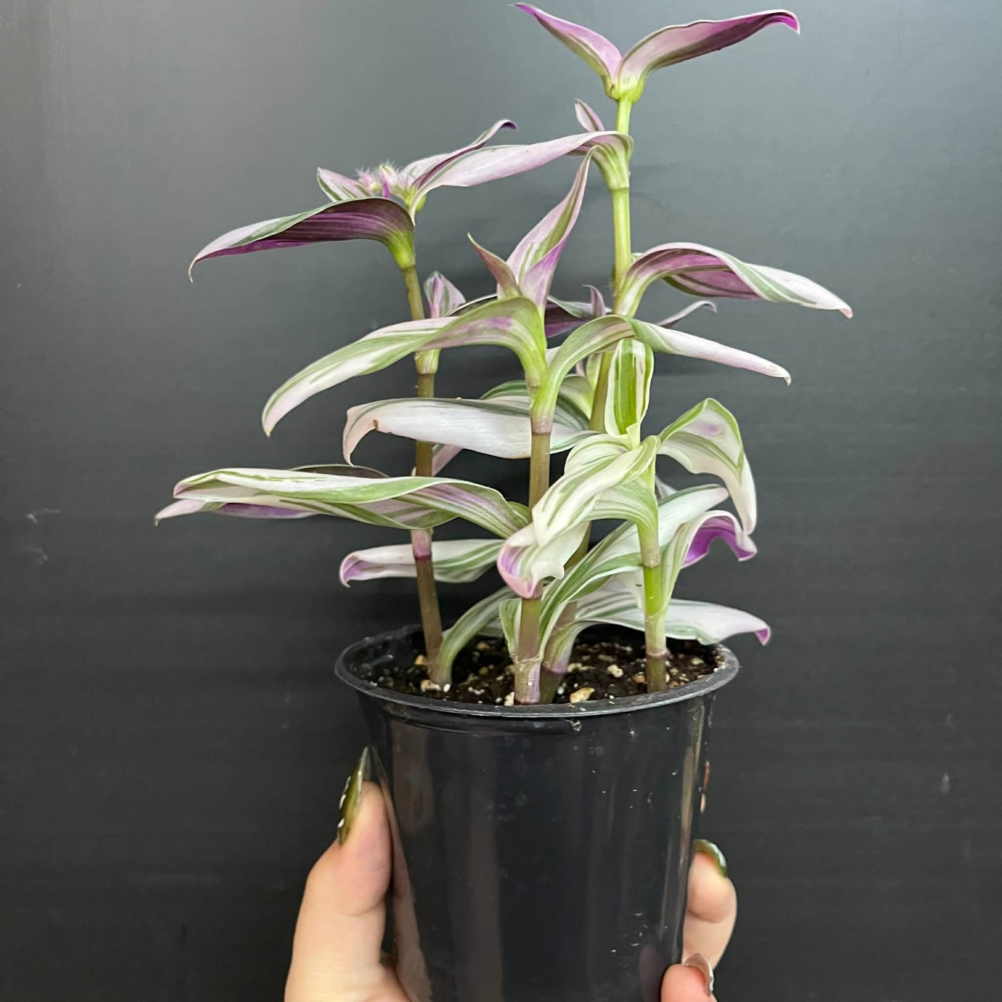 Magazoo Tradescantia Cerinthoide 'Nanouk' 10cm Plant