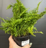 Magazoo Nephrolepis Exaltata 'Fluffy Ruffle' Plant 10cm