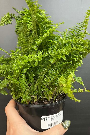 Magazoo Nephrolepis Exaltata 'Fluffy Ruffle' Plant 10cm