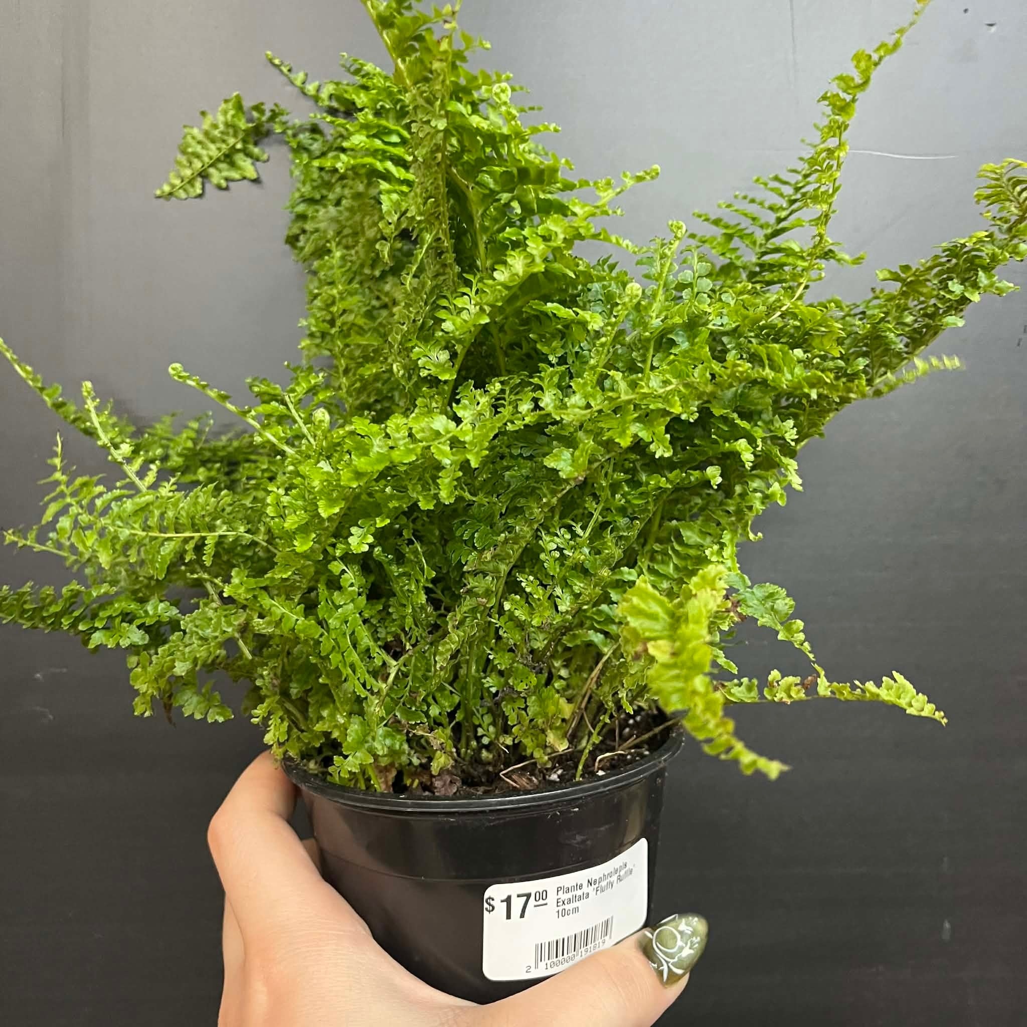 Magazoo Plante Nephrolepis Exaltata 'Fluffy Ruffle' 10cm