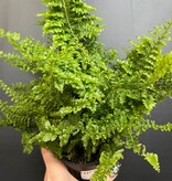 Magazoo Plante Nephrolepis Exaltata 'Fluffy Ruffle' 10cm