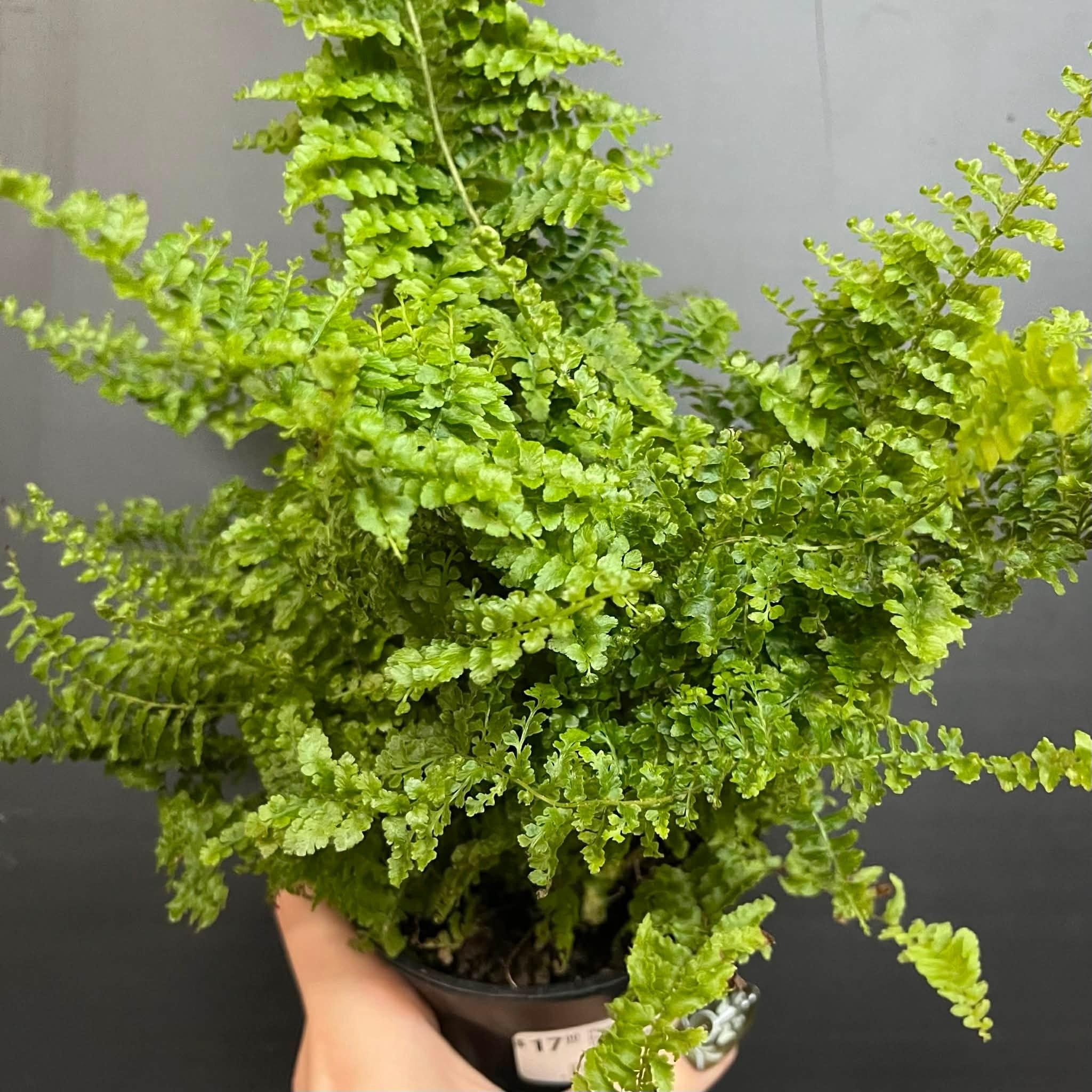 Magazoo Plante Nephrolepis Exaltata 'Fluffy Ruffle' 10cm