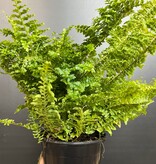 Magazoo Plante Nephrolepis Exaltata 'Fluffy Ruffle' 10cm