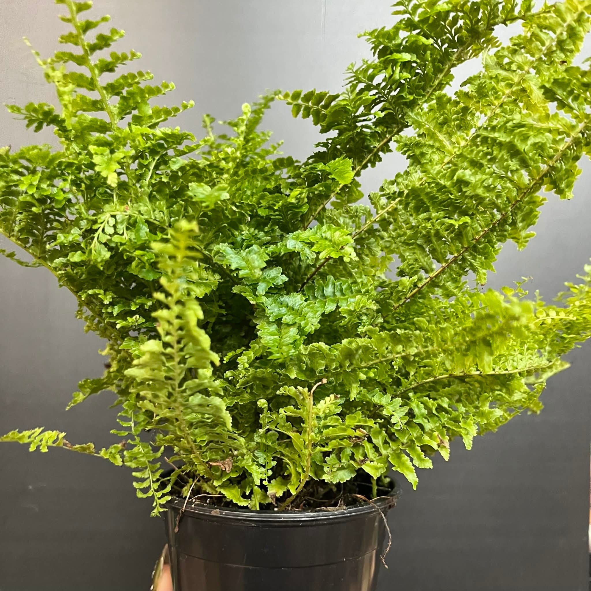 Magazoo Nephrolepis Exaltata 'Fluffy Ruffle' Plant 10cm