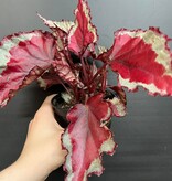 Magazoo Begonia Rex 'Rose Splash' Plant 9cm