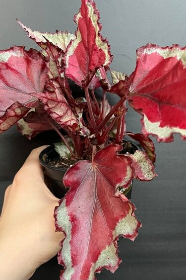 Magazoo Begonia Rex 'Rose Splash' Plant 9cm
